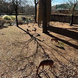 African Plains- Nyala