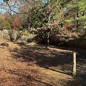 African Plains- Male Nyala Exhibit