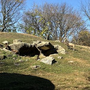 Baboon Reserve- Ibex Moving Toward Geladas