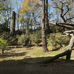 Congo Gorilla Forest- Gorilla Exhibit