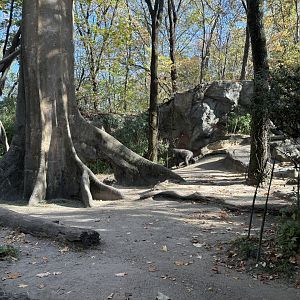 Congo Gorilla Forest- Gorilla Exhibit