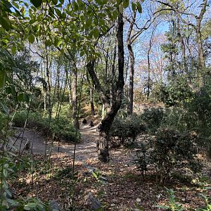 Congo Gorilla Forest- Gorilla Exhibit