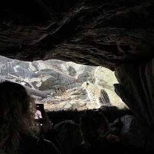 Himalayan Highlands- Snow Leopard Glass Viewing