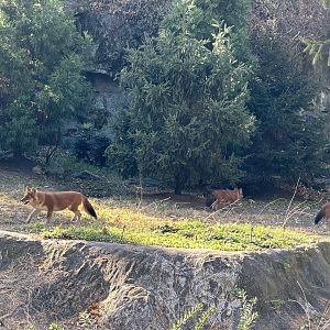 Dholes