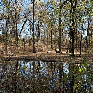 Northern Ponds- Red-crowned Crane Exhibit