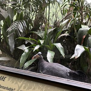 World of Birds- Maleo