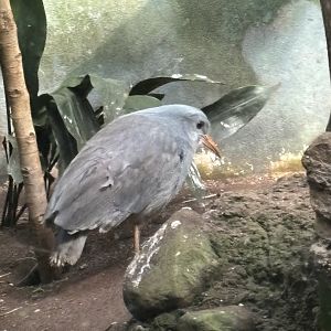 World of Birds- Kagu