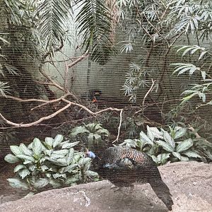 World of Birds- Cock-of-the-Rock/Turkey/Chachalaca/Aracari exhibit
