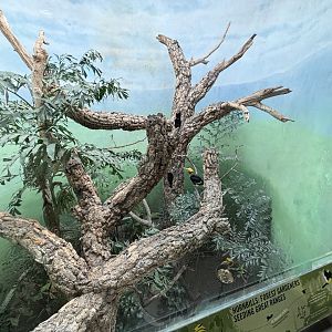 World of Birds- Great Hornbill Exhibit