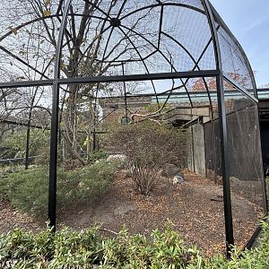 Black-faced Ibis Exhibit