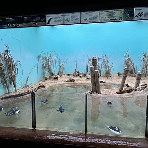 Aquatic Bird House- Little Penguin Exhibit