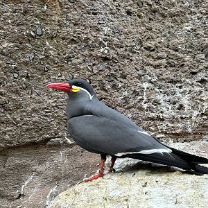 Aquatic Bird House- Inca Tern