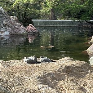 Aquatic Bird House- Gray Gulls