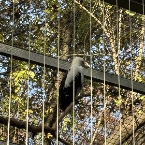 Birds of Prey- Palm-nut Vulture