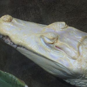 São Paulo aquarium - Leucistic yacare caiman