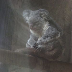 São Paulo aquarium - Queensland Koala
