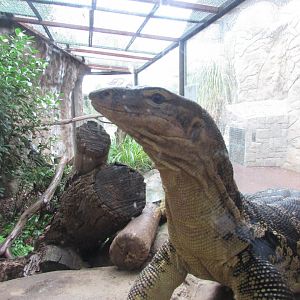 São Paulo aquarium - Asian water monitor