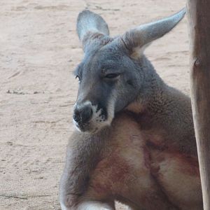 São Paulo aquarium - Male red kangaroo
