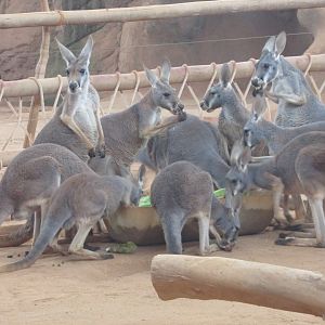 São Paulo aquarium - Female red kangaroos