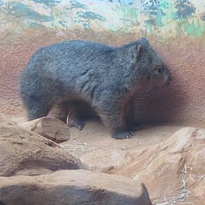 São Paulo aquarium - Common wombat