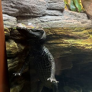 World of Reptiles- Dwarf Crocodile