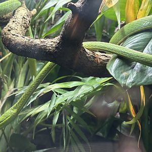 World of Reptiles- Green Vine Snake