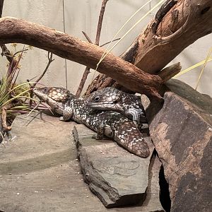 World of Reptiles- Shingleback