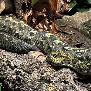World of Reptiles- Ethiopia Viper