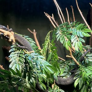 World of Reptiles- Black Tree Monitor Exhibit