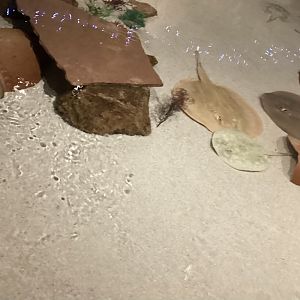 Stingray Touch Tank - December 20th 2024