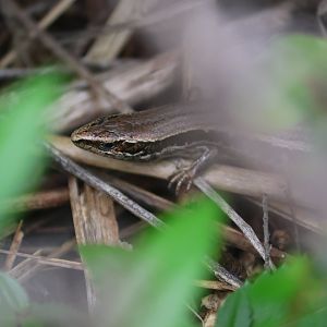 Oligosoma sp., Muritai Park (Eastbourne, Lower Hutt, Wellington)