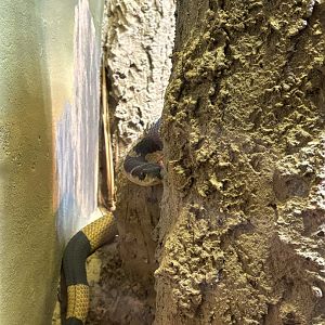 World of Reptiles- Snouted Cobra