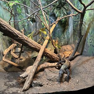 World of Reptiles- Komodo Dragon Exhibit