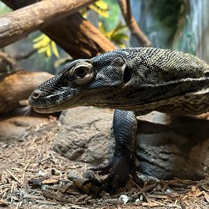 World of Reptiles- Komodo Dragon