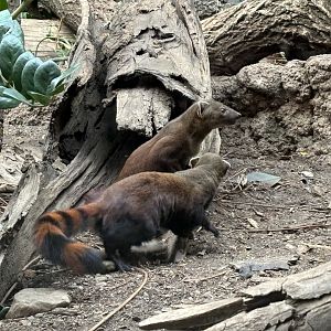 Madagascar!- Ring-tailed Vontsira