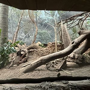 Madagascar!- Ring-tailed Vontsira Exhibit