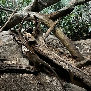 Madagascar!- Fossa Exhibit