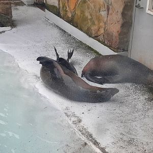 California Sea Lions