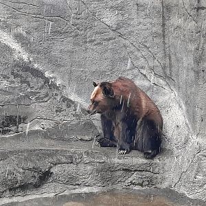 Wish I was a Polar Bear.