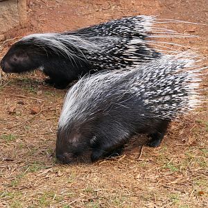 Cape Porcupine
