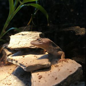 Mexican Flathead Knob-scaled Lizard