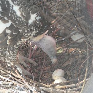Ruppel's Griffon Vulture with (fake?) eggs
