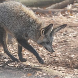 Bat-eared Fox kit