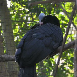 Northern Helemeted Currosaw