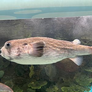 Glover's Reef- Spotted Porcupinefish