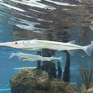 Glover's Reef- Western Atlantic Trumpetfish