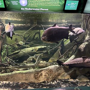 Conservation Hall- Flooded Forest Exhibit