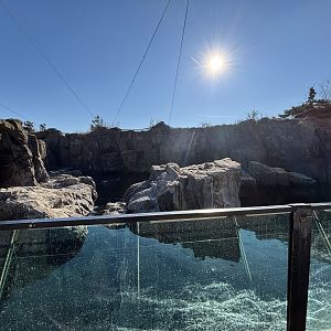 Sea Cliffs- California Sea Lion Exhibit