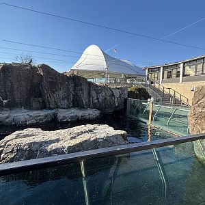 Sea Cliffs- Harbor Seal Exhibit