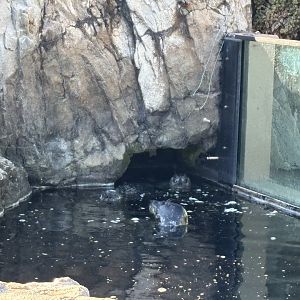 Sea Cliffs- Harbor Seals